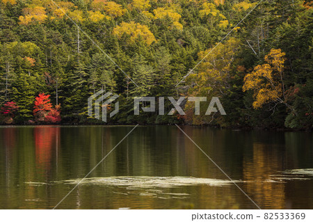 9月下旬開始紅葉的長野縣白牧池風景 9月下旬開始紅葉的長野縣白牧池風景 82533369