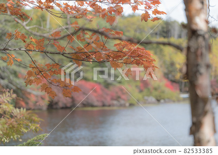 9月下旬開始紅葉的長野縣白牧池風景 9月下旬開始紅葉的長野縣白牧池風景 82533385