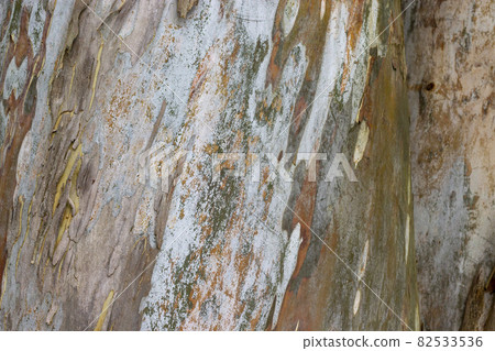 Colorful beautiful abstract pattern texture of rainbow Eucalyptus tree bark. Background of rainbow eucalyptus tree bark. Peaceful nature. Conceptual image. Colorful beautiful abstract pattern texture of rainbow Eucalyptus tree bark. Background of rainbow eucalyptus tree bark. Peaceful nature. Conceptual image. 82533536