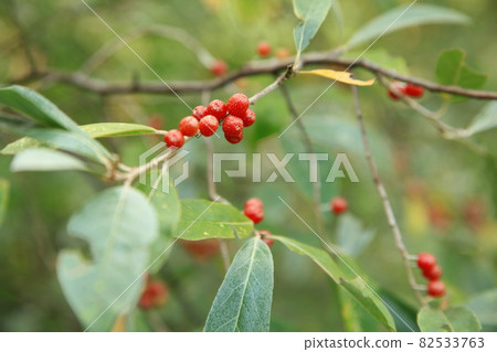 野生膠樹和水果 82533763