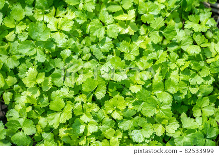 Top view of leafy Coriander vegetable in garden 82533999