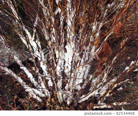 Frozen tree 82534408