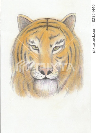 The front of the tiger 82534446