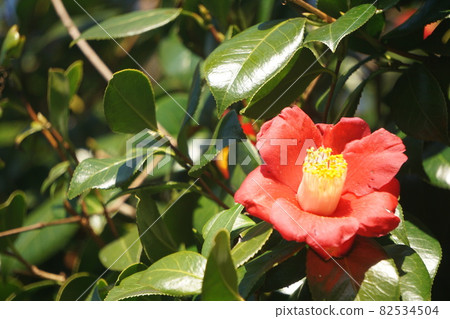 Camellia 82534504