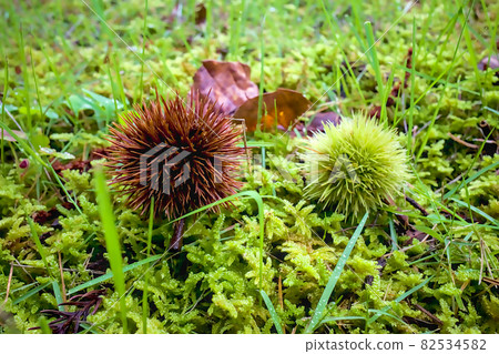 Chestnut  82534582