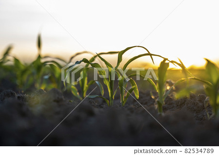 Growing young green corn seedling sprouts in cultivated agricultural farm field under the sunset, shallow depth of field. Agricultural scene with corn sprouts in earth closeup. 82534789
