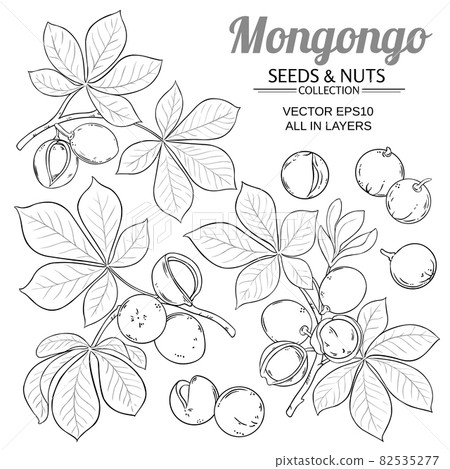 mongongo vector set on white background 82535277