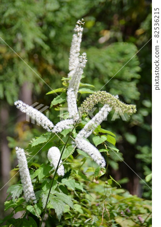 Spike-shaped flower Actaea simplex 82536215