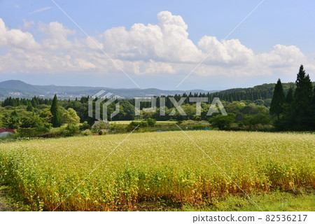 黑姬高原的蕎麥田 82536217