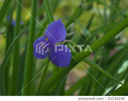 Murasakiyukusa Murasakiyukusa 82536286