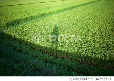 Paddy field Paddy field 82536671