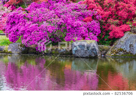 杜鵑花Tatebayashi市杜鵑花奧卡公園 杜鵑花Tatebayashi市杜鵑花奧卡公園 82536706
