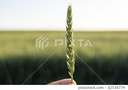 Farmer holds a green ear of wheat on agricultural field. Unripe cereals. The concept of agriculture, organic food. Wheat sprout growing in soil. Close up on sprouting wheat. 82536774