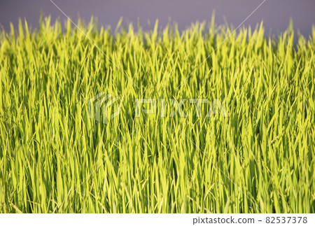 Green background Green background Background material Image material Rice seedlings Natural image 82537378