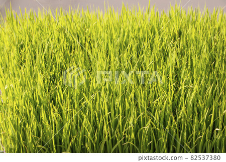 綠色背景 綠色背景 背景素材 圖片素材 水稻幼苗 自然形象 82537380
