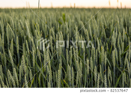 Young green wheat growing in agricultural field. Unripe cereals. The concept of agriculture, organic food. Wheat sprout growing in soil. Close up on sprouting wheat in sunset. 82537647