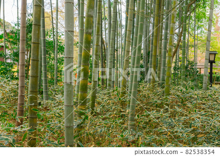 [Shuzenji Corridor Bamboo Forest Path] 82538354