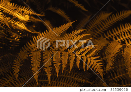 Autumn ferns leaves background in sunlight. Dark yellow foliage natural floral pattern. Selective focus 82539026
