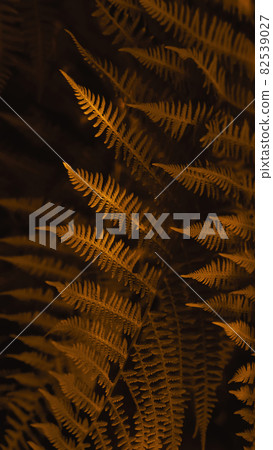 Vertical smartpone stories format background of brown autumn fern leaves. Selective focus 82539027