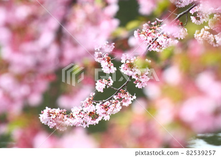 Spring in full bloom Spring in full bloom 82539257