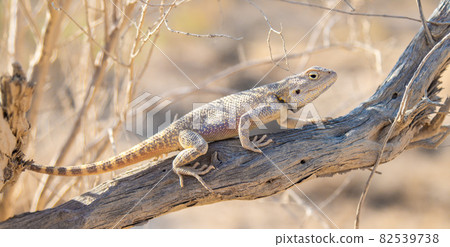Agama Savigny sits on a withered branch in the wild 82539738