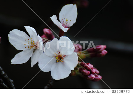 春天盛開 春天盛開 82539773