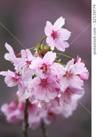 春天盛開 春天盛開 82539774