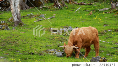 Highland Cattle Cows Graze On A Summer Pasture. Scottish Cattle Breed Walking In Meadow In Summer Day 82540371