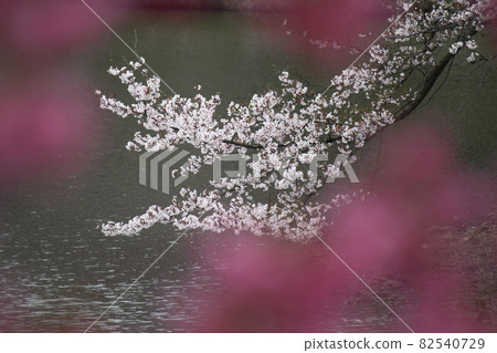 Spring in full bloom 82540729