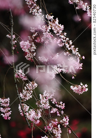Spring in full bloom Spring in full bloom 82540730