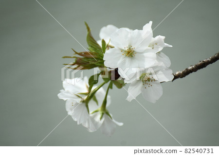 Spring in full bloom Spring in full bloom 82540731