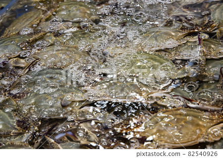 crab in water crab in water 82540926