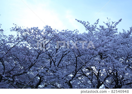 Spring in full bloom Spring in full bloom 82540948
