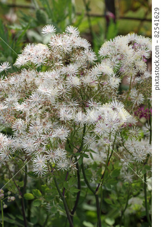 White meadow rue flowers 82541629