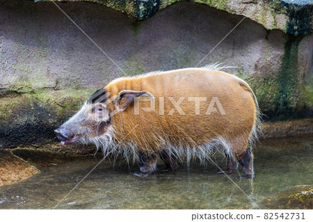 Red-tailed Wild Boar Red-tailed Wild Boar 82542731