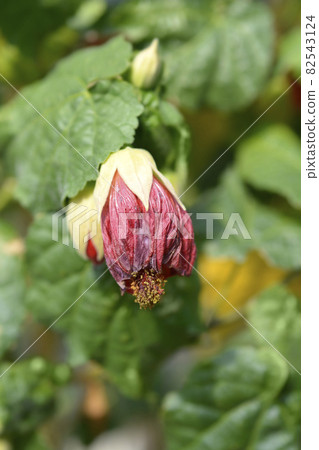 Chinese lantern Chinese lantern 82543124