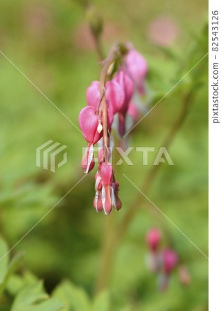 Bleeding heart Bleeding heart 82543126