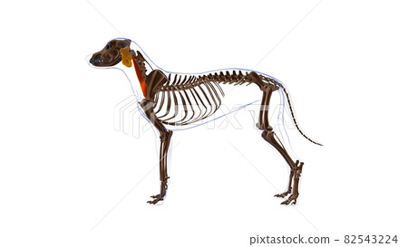 Omotransversarius muscle Dog muscle Anatomy For Medical Concept 3D Omotransversarius muscle Dog muscle Anatomy For Medical Concept 3D 82543224