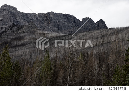 Trees in the Canadian Rocky Mountains Devestated and Burned by the Forest Fire 82543716