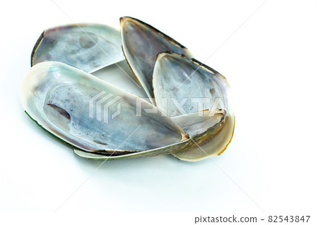 open shell mother-of-pearl on white isolated background 82543847