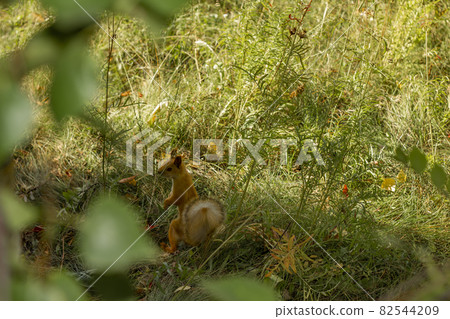 The squirrel hid in the bushes from annoying pesky passers-by. The concept of protecting the environment and supporting the development of ecological programs. The squirrel hid in the bushes from annoying pesky passers-by. The concept of protecting the environment and supporting the development of ecological programs. 82544209