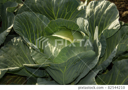 White cabbage head growing on a farm field. Natural organic food concept. 82544210