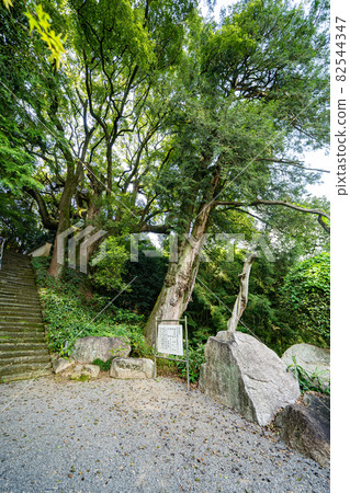 [No. 67 Fudasho] 大光寺的Kaya和Daikusu [四國88個地方] 82544347