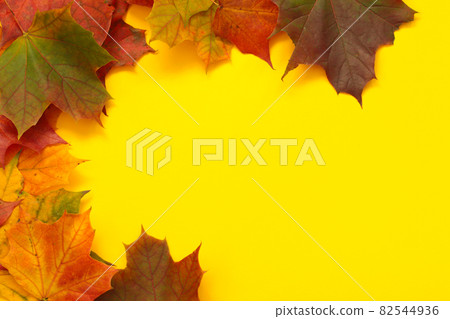 colourful maple leaves on yellow background 82544936