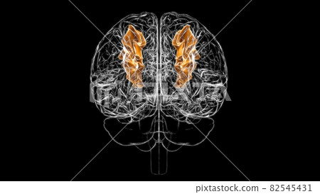 Brain middle frontal gyrus Anatomy For Medical Concept 3D 82545431