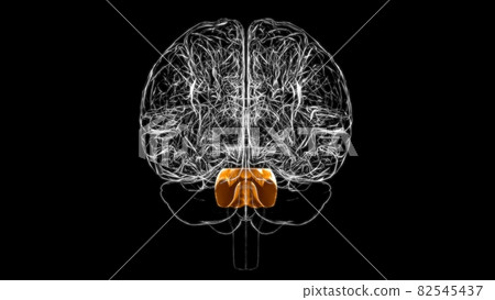 Brain pons Anatomy For Medical Concept 3D Brain pons Anatomy For Medical Concept 3D 82545437