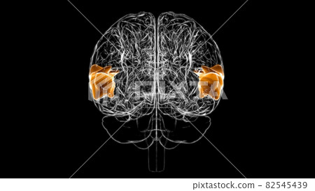 Brain Posterior part of right superior temporal gyrus Anatomy For Medical Concept 3D 82545439
