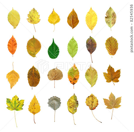 Autumn leaves isolated on white 82545936