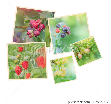 Collection of wild berries. Collage of fresh berries Collection of wild berries. Collage of fresh berries 82545937