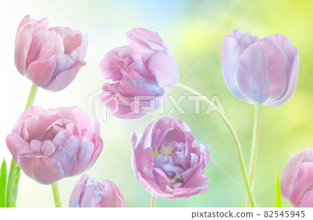 Blue tulips spring background Blue tulips spring background 82545945